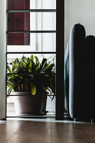 interior design green sword leaf plant in pot during daytime cushion